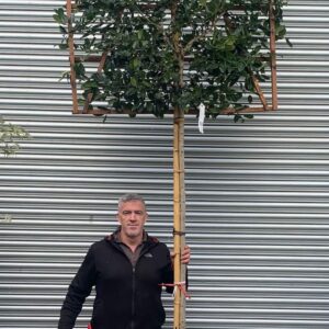 Ilex Nellie Stevens Standard Espalier