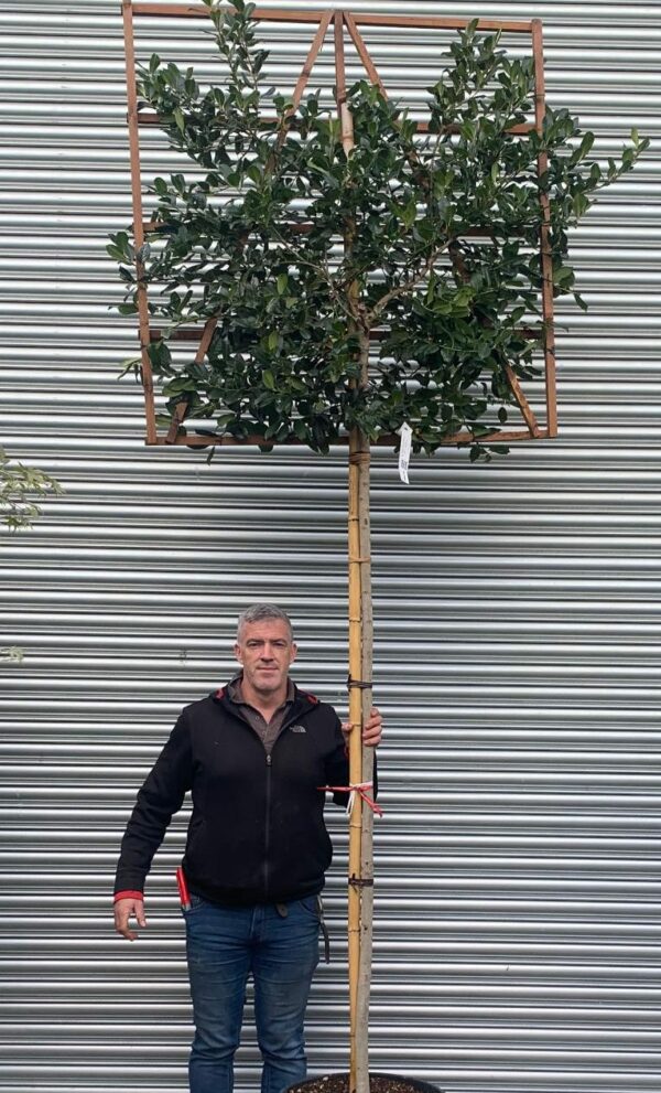 Ilex Nellie Stevens Standard Espalier