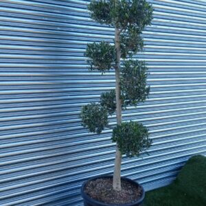 Olea europaea / Olive Pompom Art