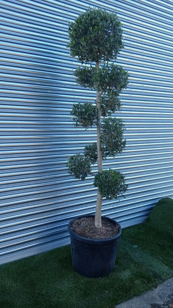 Olea europaea / Olive Pompom Art