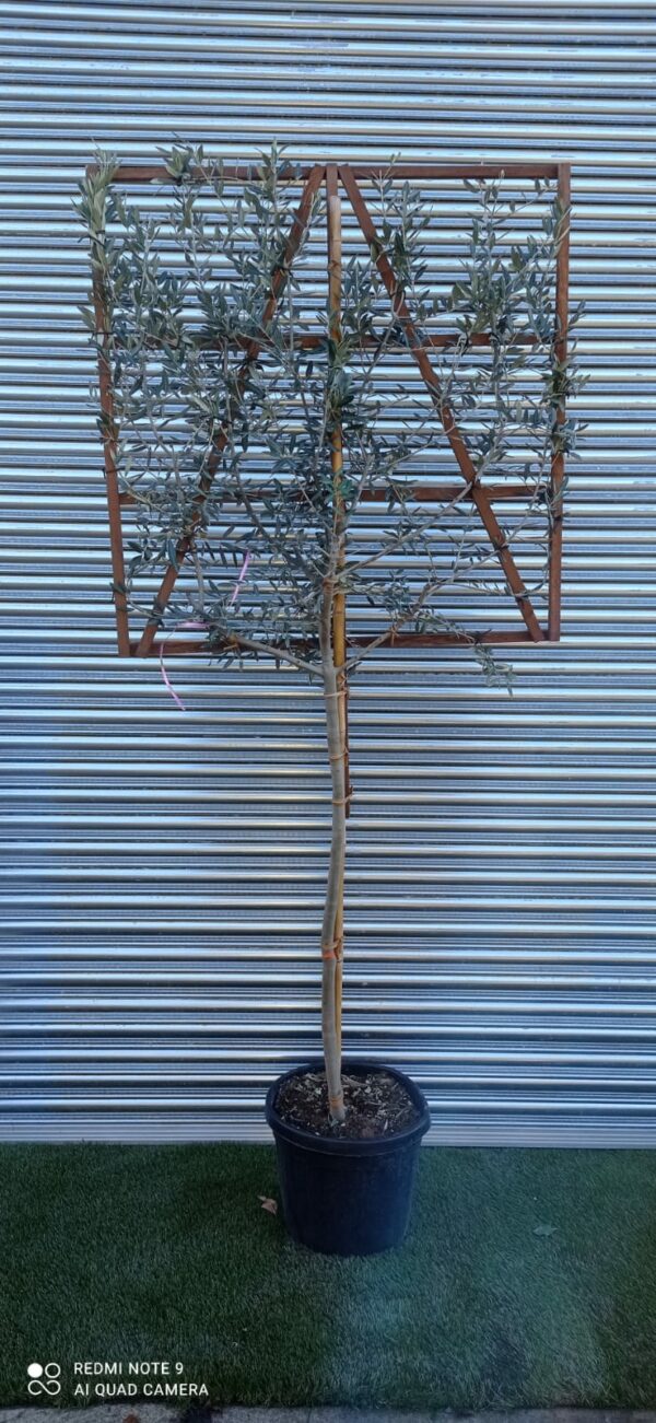 Olive / Olea europaea 1/2 Standard Espalier