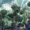 Osmanthus heterophyllus Pompom - 65L low planter, 150-175cm tall