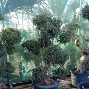 Osmanthus heterophyllus Pompom