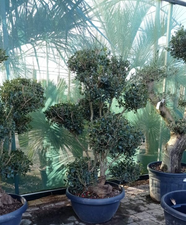 Osmanthus heterophyllus Pompom
