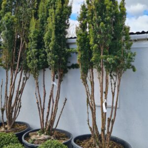 Taxus baccata Fastigiata Specimen