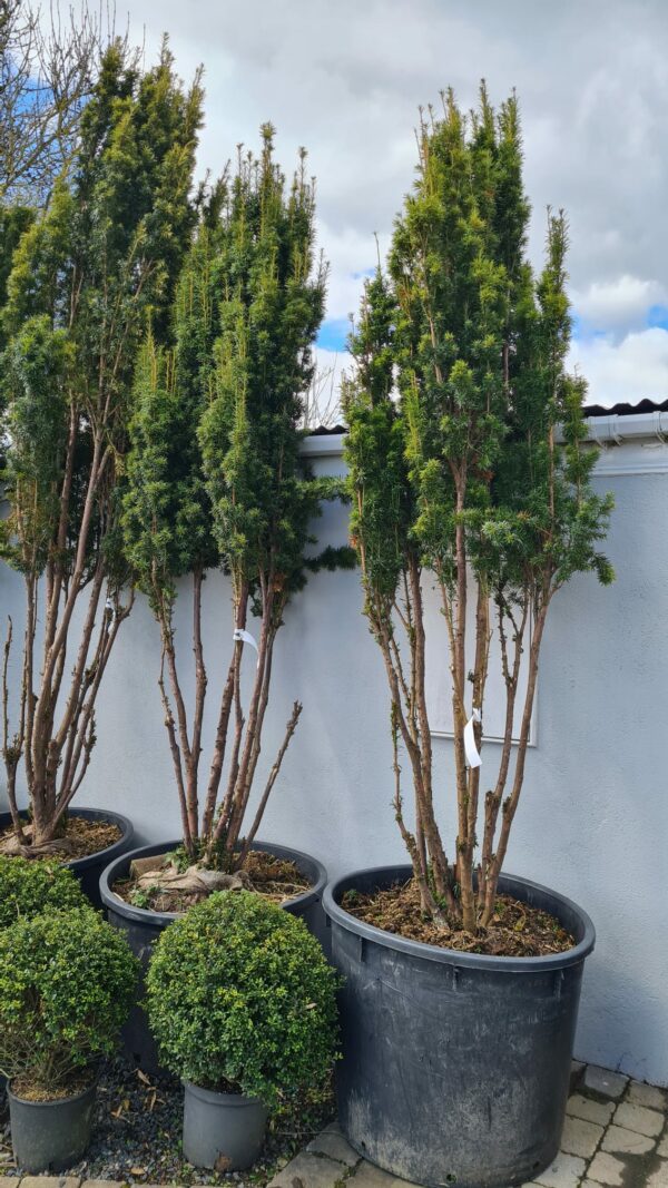 Taxus baccata Fastigiata Specimen
