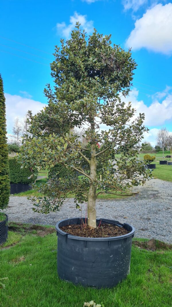 Ilex aquifolium Argentea Marginata Bonsai - Image 3