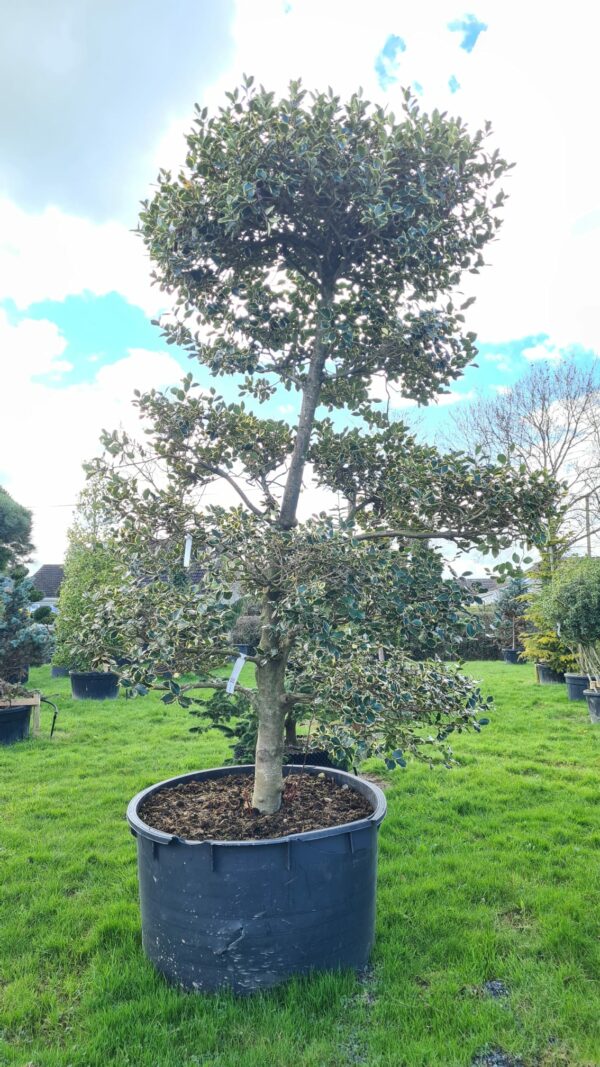 Ilex aquifolium Argentea Marginata Bonsai - Image 2