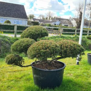 Pinus mugo Humpy Cloud Form