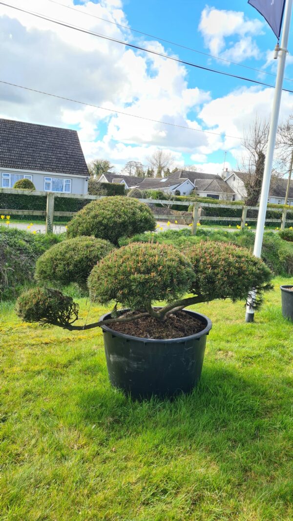 Pinus mugo Humpy Cloud Form