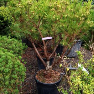 Pinus densiflora 'Alice Verkade' Specimen