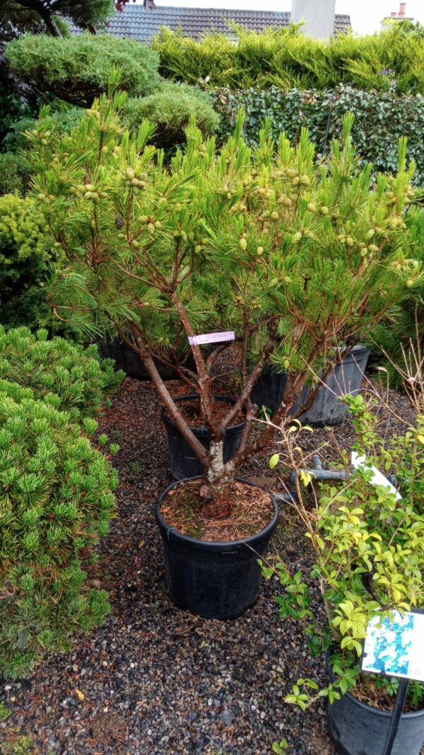 Pinus densiflora 'Alice Verkade' Specimen