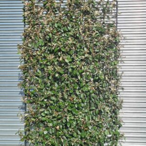 Elaeagnus ebbengei Espalier - Full Frame