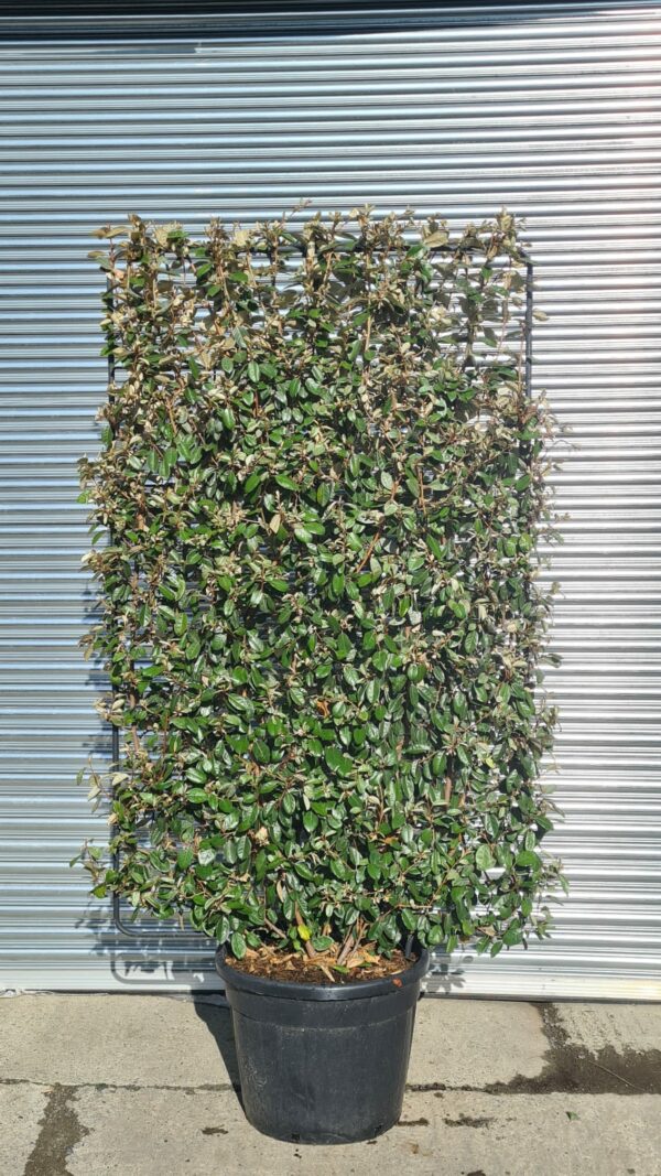 Elaeagnus ebbengei Espalier - Full Frame