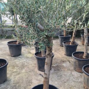 Olea Europaea / Olive trees  - 20-30cm girth