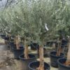 Olea Europaea / Olive Trees - 30-40cm girth - 70L 30-40cm girth, 160-180cm tall