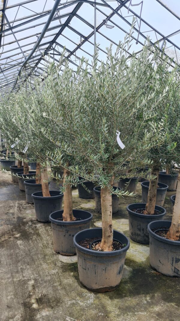 Olea Europaea / Olive Trees - 30-40cm girth