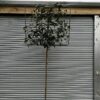 Prunus Novita Standard Espalier - 55L 10-12cm Std with 100x100cm frame