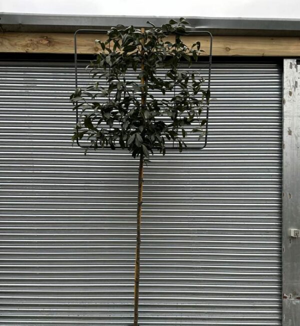 Prunus Novita Standard Espalier
