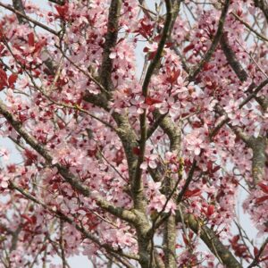 Prunus pissardi Nigra