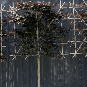Fagus sylvatica Atropurpurea Espalier