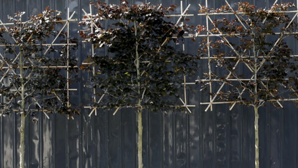 Fagus sylvatica Atropurpurea Espalier
