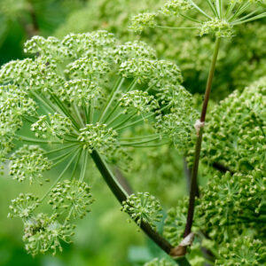 Angelica archangelica