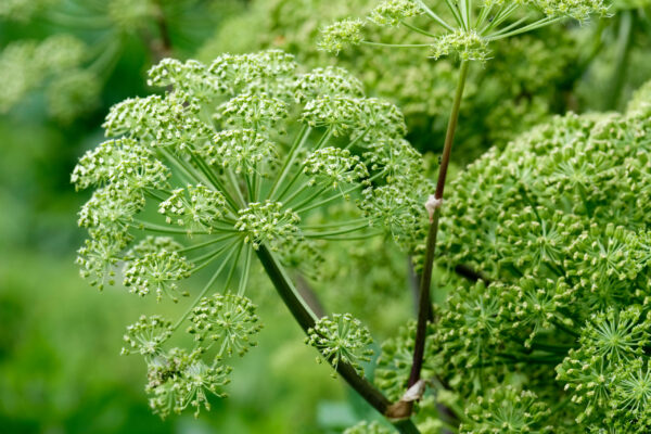 Angelica archangelica
