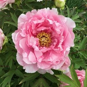 Paeonia suffruticosa/ Tree Peony