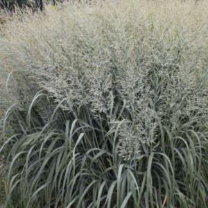 Panicum virgatum 'Blue Fountain'