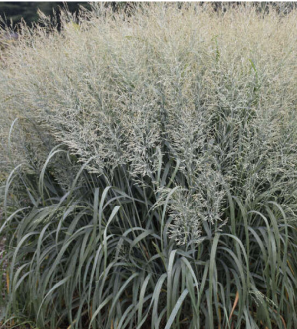 Panicum virgatum 'Blue Fountain'
