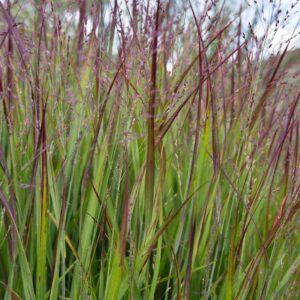 Panicum virgatum Shenandoah