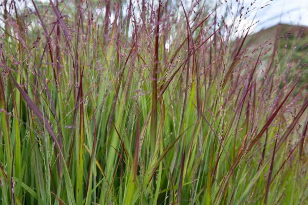 Panicum virgatum Shenandoah