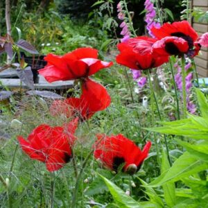 Papaver Beauty Of Livermere
