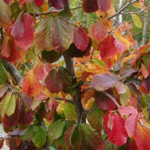 Parrotia Persica Specimen Multistem