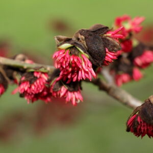 Parrotia persica Standard Tree