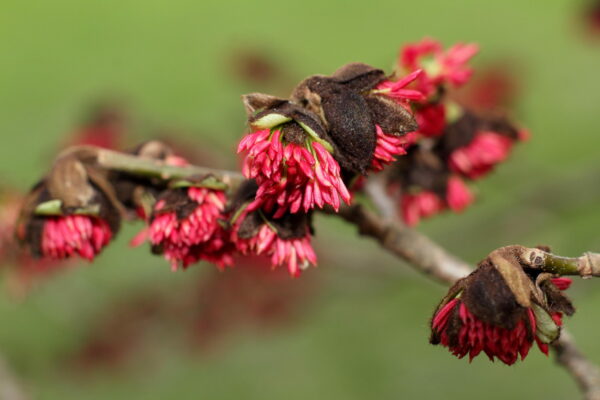 Parrotia persica Standard Tree