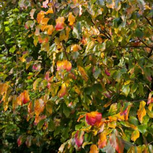 Parrotia persica 'Vanessa'