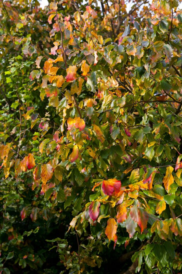 Parrotia persica 'Vanessa'