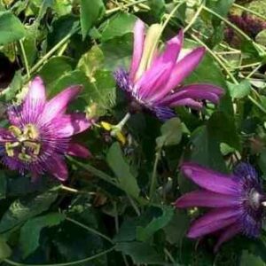 Passiflora Amethyst (syn. Lavender Lady)