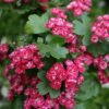 Crataegus Pauls Scarlet / Red Hawthorn - 45L 10-12cm girth, Standard