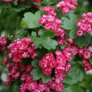 Crataegus Pauls Scarlet / Red Hawthorn
