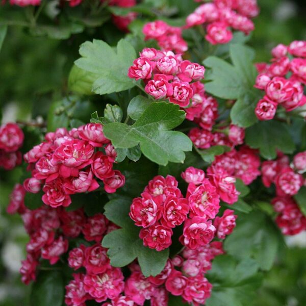 Crataegus Pauls Scarlet / Red Hawthorn