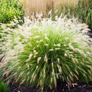 Pennisetum Little Bunny