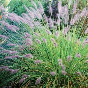 Pennisetum Hameln