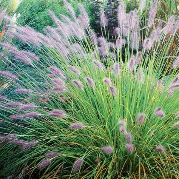 Pennisetum Hameln