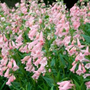 Penstemon Apple Blossom