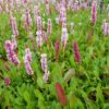 Persicaria Donald Lowndes - 2L