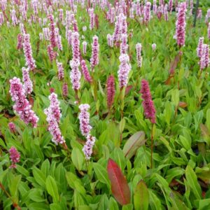 Persicaria Donald Lowndes