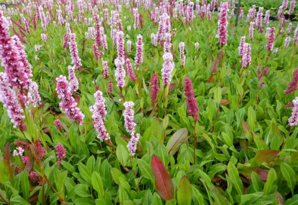 Persicaria Donald Lowndes